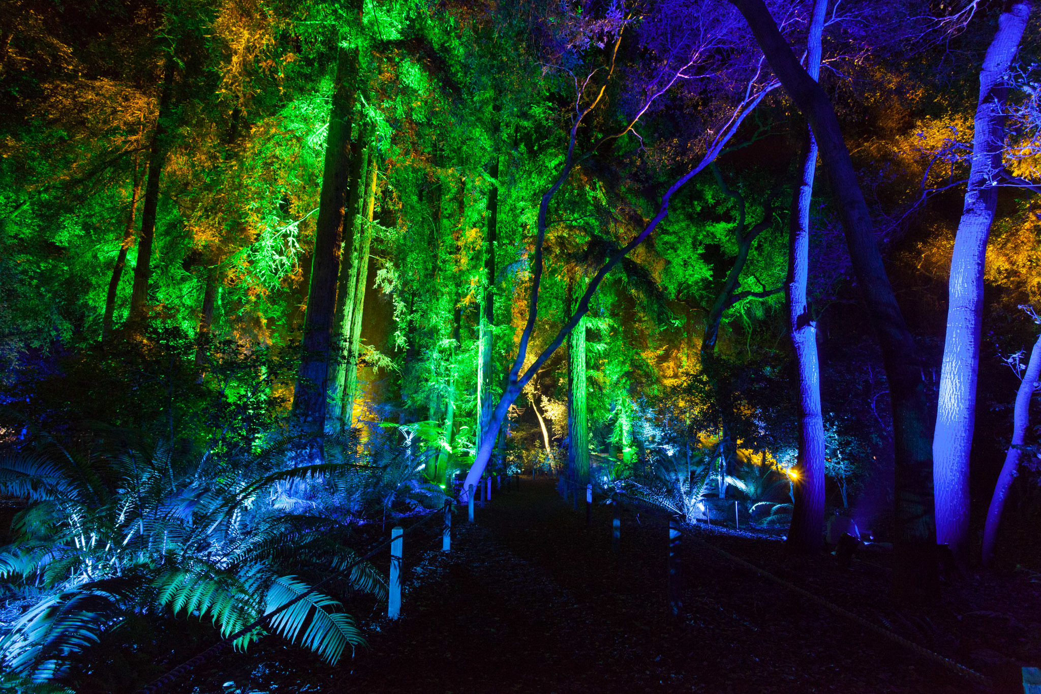 enchanted forest of light at descanso gardens