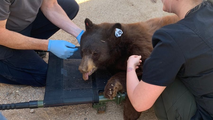 Southwest Wildlife Conservation Center releases 2 black bears into the wild