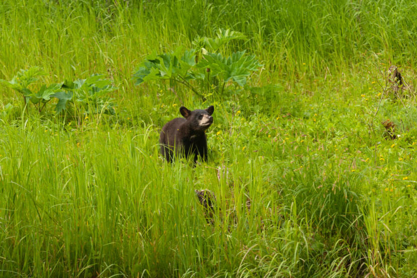 Glacier Bay cub was the first bear to contract bird flu in the United States.