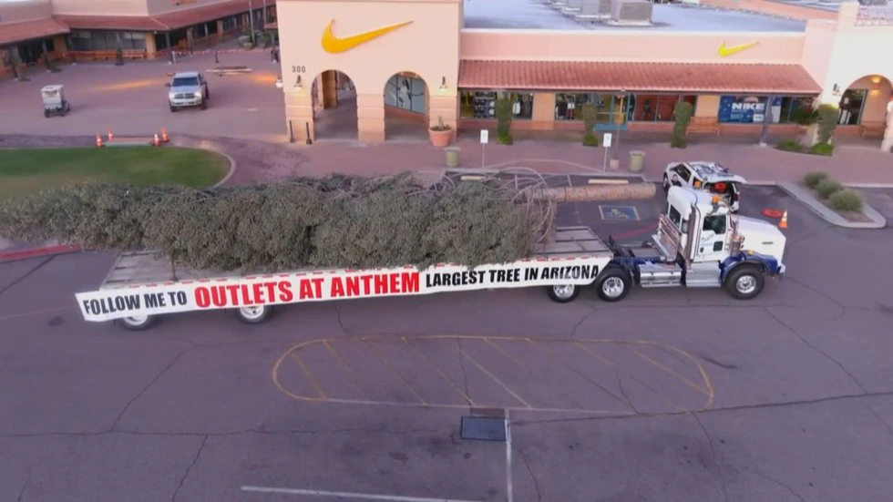 The tree was to be chopped down. It was going to be cut down. The tree got a new home at AZ Capitol for Christmas.