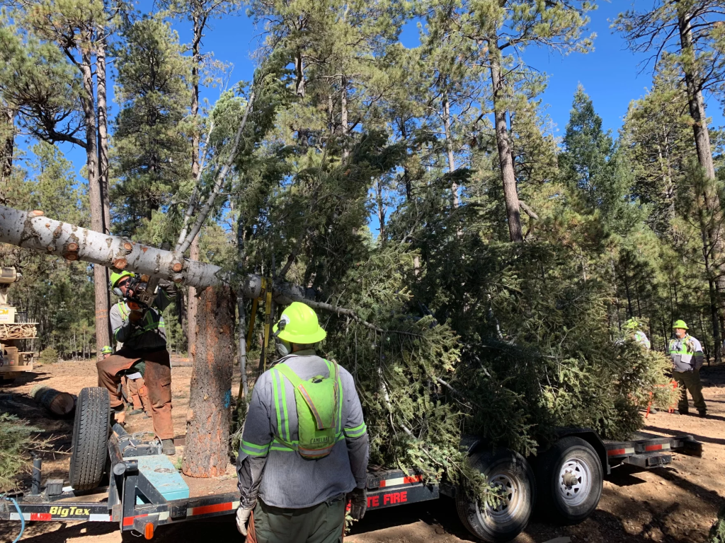 Tree removed in wildfire project given 2nd life as state Capitol Christmas tree