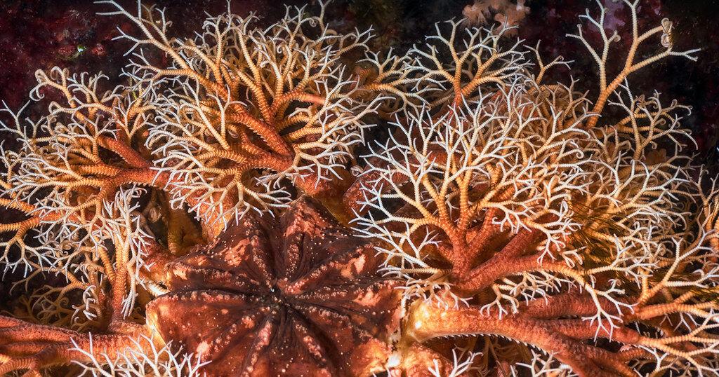 Some important species could find the bottom of the Chukchi and Bering seas too warm