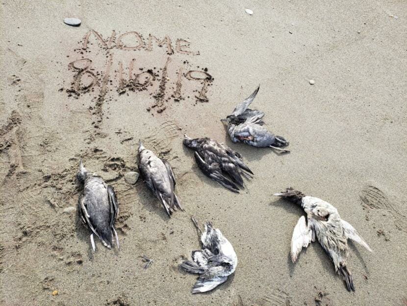 Six dead seabirds on a beach. 