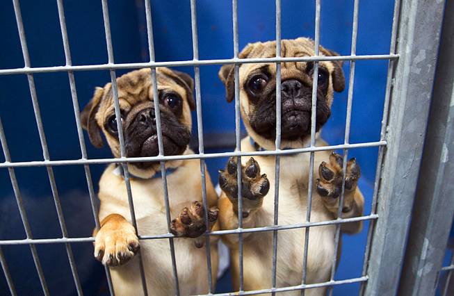 Clark County bans the sale of popular pets at pet shops