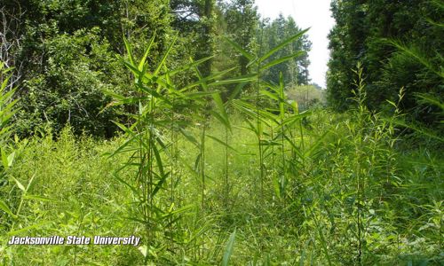 Biology Professor Discovers New Species of Bamboo