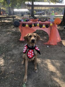 Millie Mu's Boo Bash