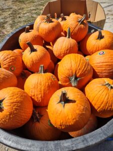 Flashlight Pumpkin Patch